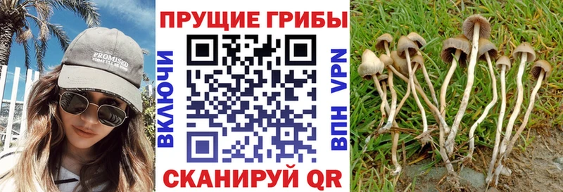 Купить где  Киселёвск  Галлюциногенные грибы Psilocybine cubensis 
